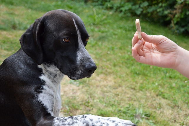 Initiation à l’éducation canine